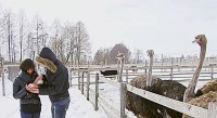 Вадим Ярошенко та Вікторія Батуі на страусиній фермі