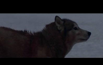 She Wolf