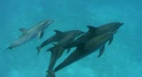 Дельфіни