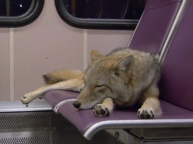 Coyotes