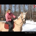 Кінь і собака Каті Тарути