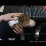 Який господар, такий і собака