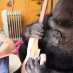 Флі з Red Hot Chili Peppers улаштував горилі Коко урок музики