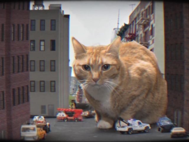 Oh My Darling (Don’t Meow)