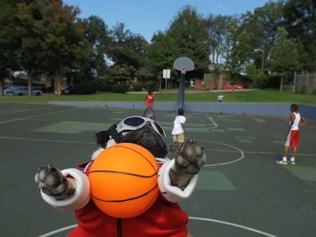 Irresistible (Starring Doug The Pug)