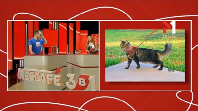 Проект «Petriek»